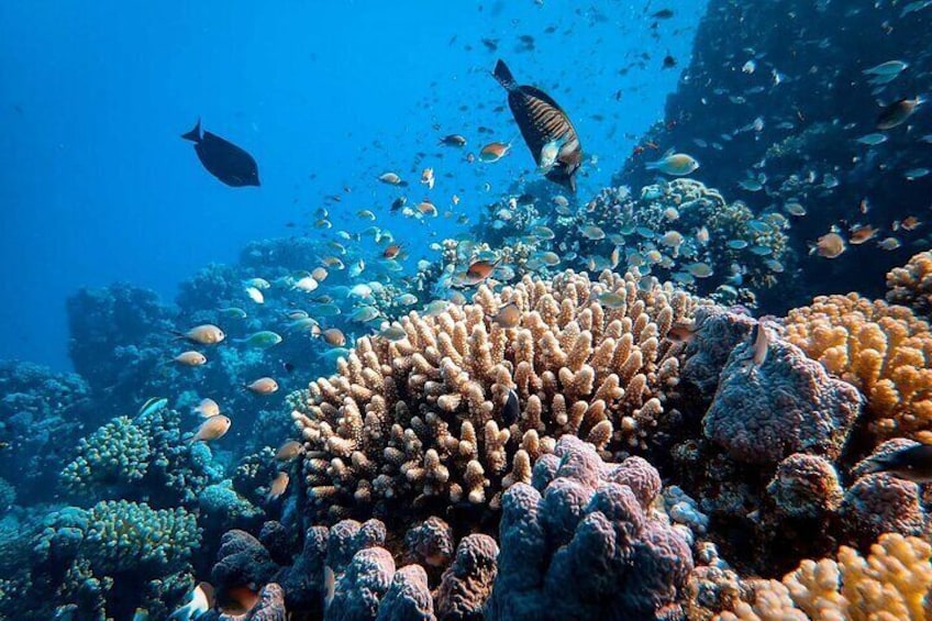 Snorkeling in Nusa Penida