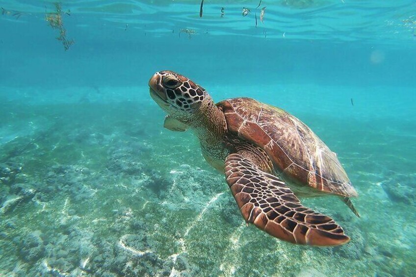 Snorkeling with turtles in Nusa Penida