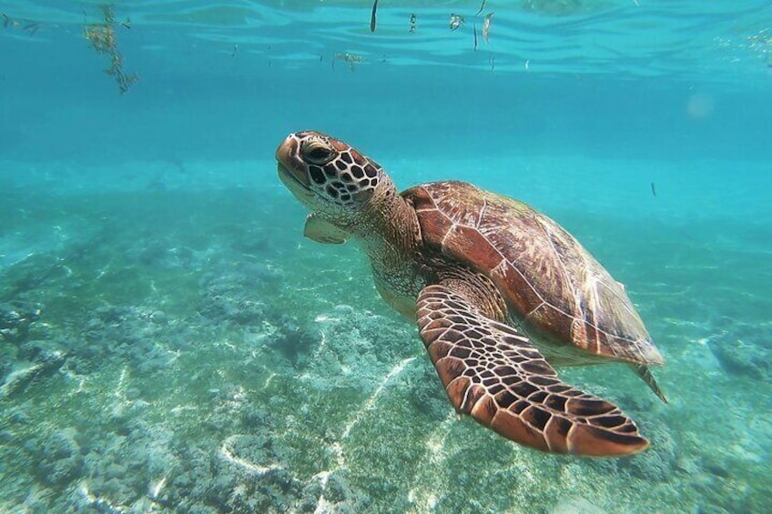 Snorkeling with turtles in Nusa Penida