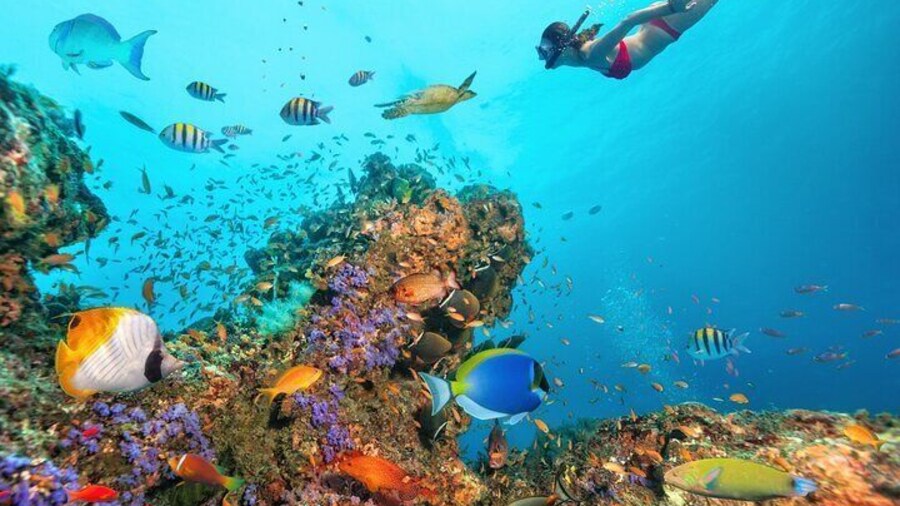 Ras Muhammed & White Island Snorkeling Trip - Sharm El Sheikh
