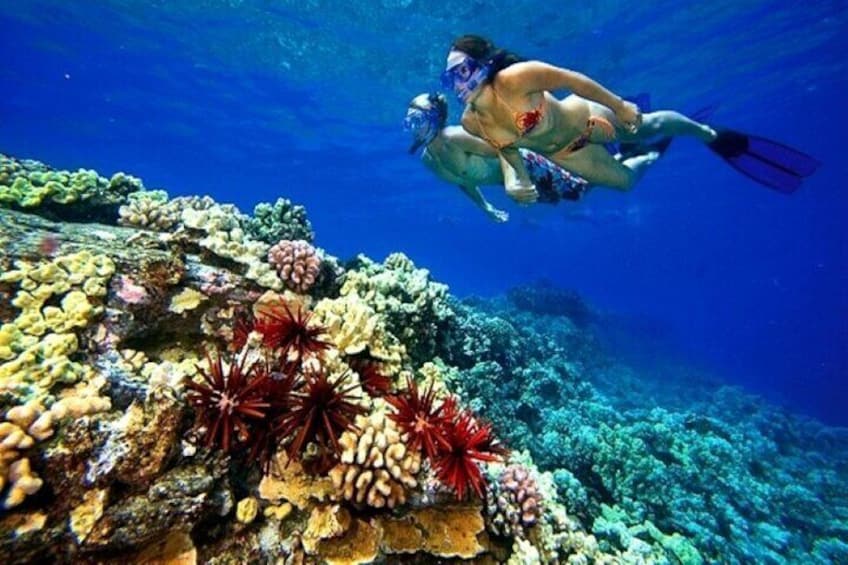 Explore Tiran Island Snorkeling Lunch & Transfer -Sharm El Sheikh