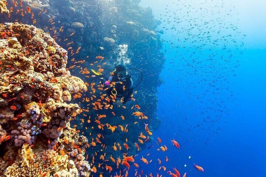 Explore Tiran Island: Snorkeling Diving & Lunch - Sharm El Sheikh