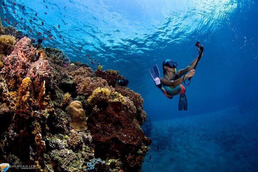 Explore Tiran Island: Snorkeling Diving & Lunch - Sharm El Sheikh