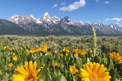 Grand Teton National Park Private Wildlife Safari - Dawn/Dusk