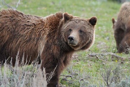 Grand Teton National Park Private Wildlife Safari - Dawn/Dusk