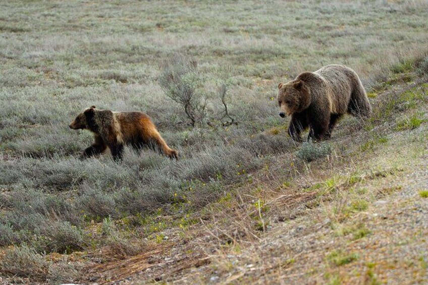 Grizzly bear #399 and her cub spirit seen on tour in 2024.