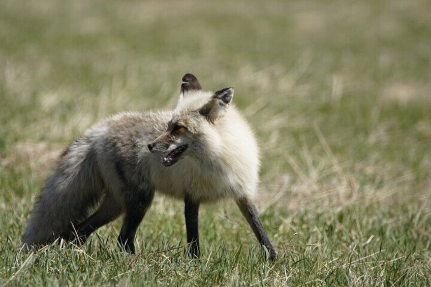 Fox seen on tour with Guides of Jackson Hole.