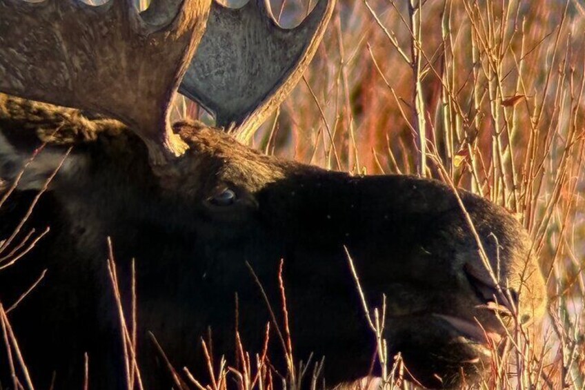 Moose are commonly seen, especially in winter.