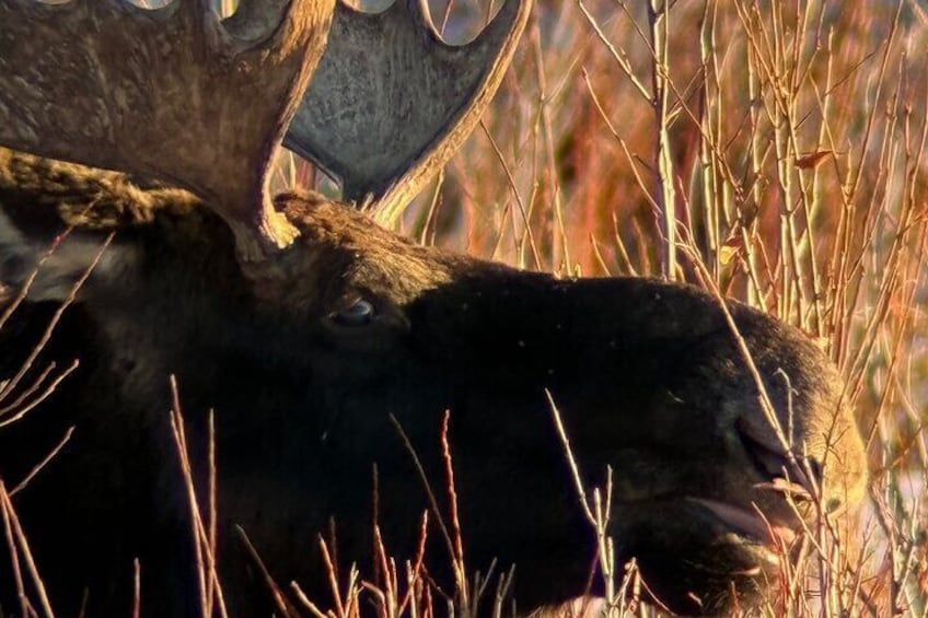 Moose are commonly seen, especially in winter.