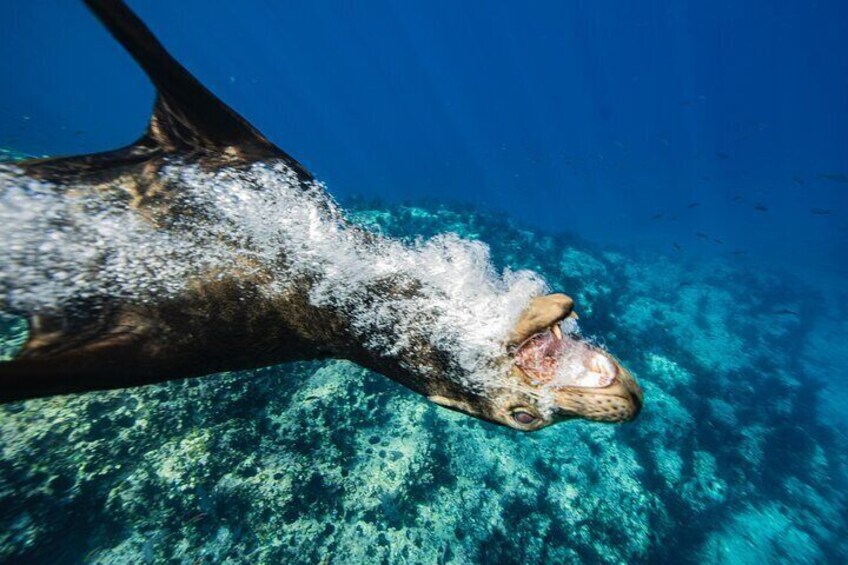 Ocean Seafari Explore and Snorkel with Amazing Wildlife