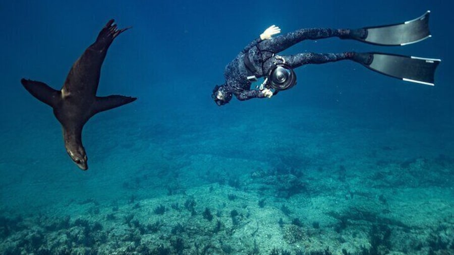 Ocean Seafari - Explore and Snorkel with Amazing Wildlife