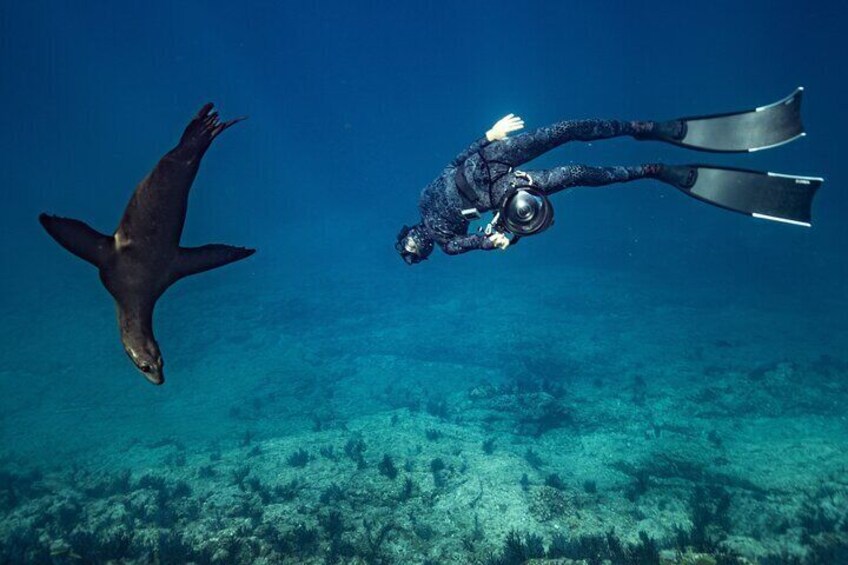 Ocean Seafari - Explore and Snorkel with Amazing Wildlife