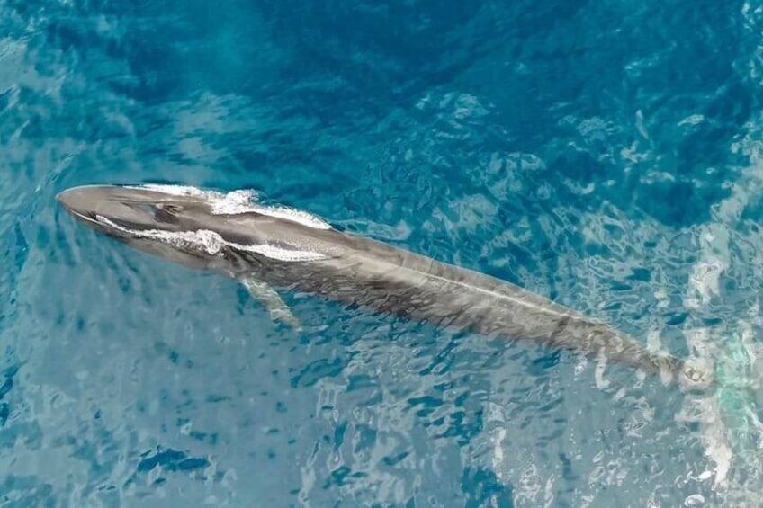 Ocean Seafari - Explore and Snorkel with Amazing Wildlife