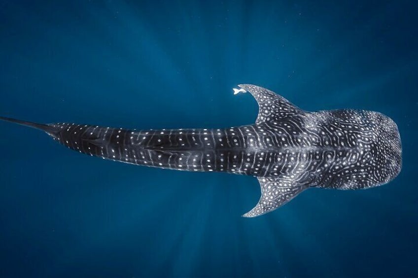 Ocean Seafari Explore and Snorkel with Amazing Wildlife
