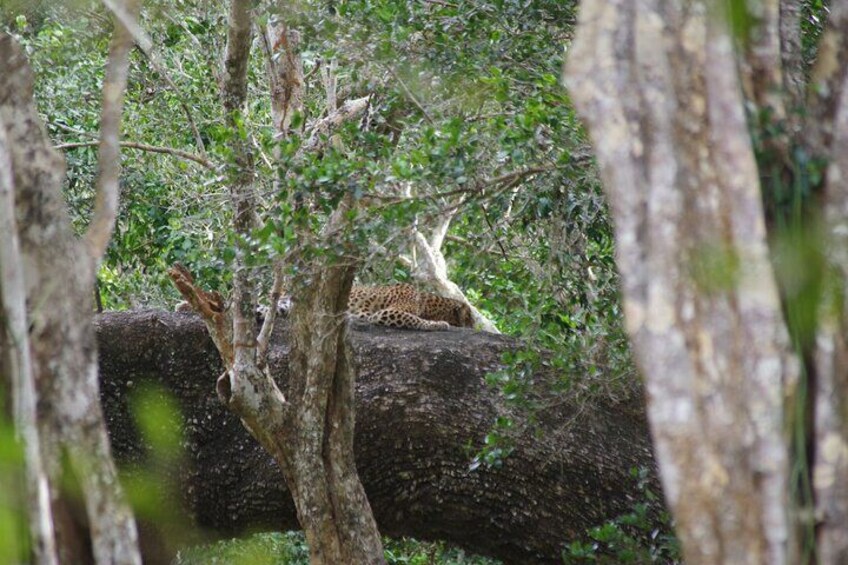 Udawalawe National Park