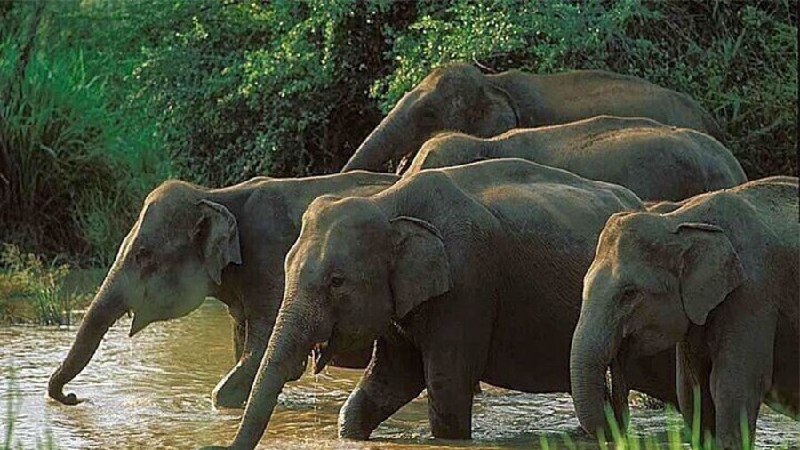 Udawalawe National Park