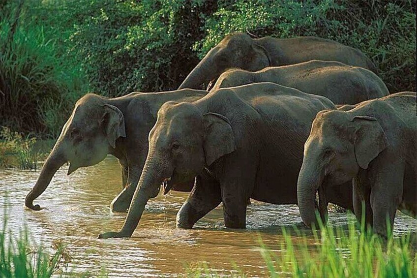 Udawalawe National Park 