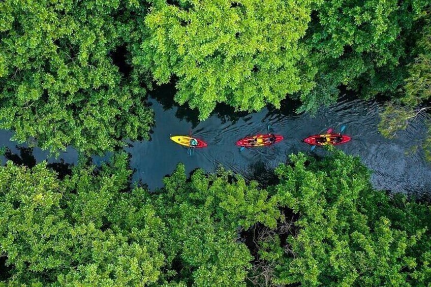 Afternoon Guided Kayak Activity on the Tamarin River