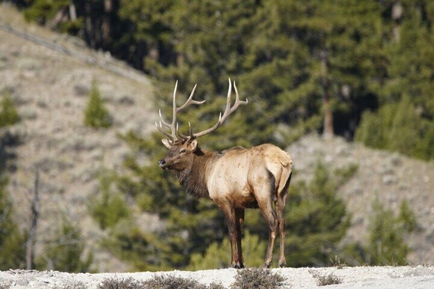 Bull elk in Yellowstone!