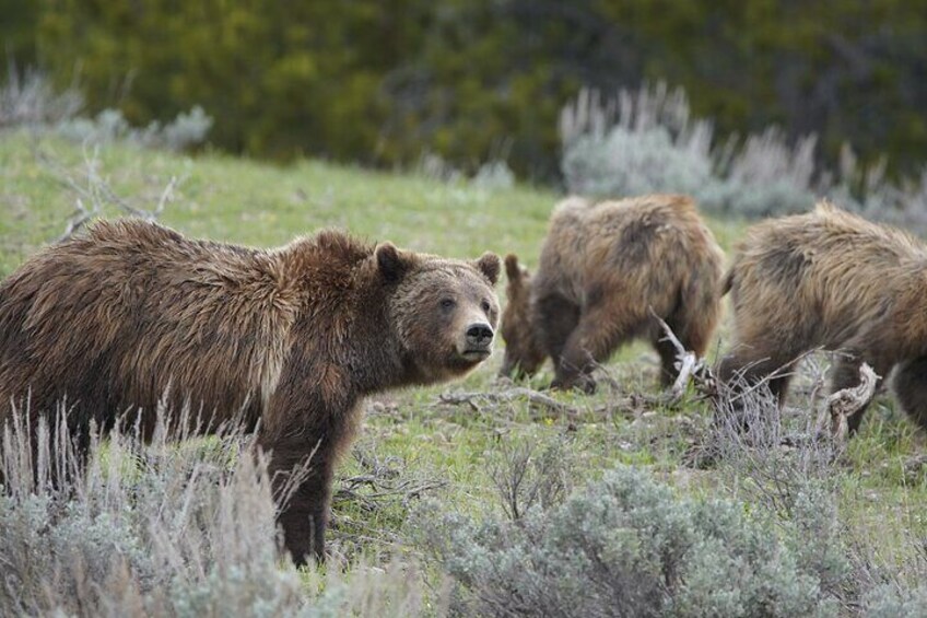Grizzly bears are not uncommon sightings in Yellowstone and one of the most amazing creatures on earth!
