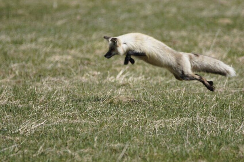 Foxes leap on their prey