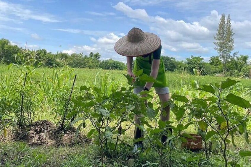 Chiang Mai Thai Cuisine Class with Market and Farm Feeding