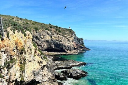 Private Dunedin&Peninsula Scenery Day Tour ( up to 4 )