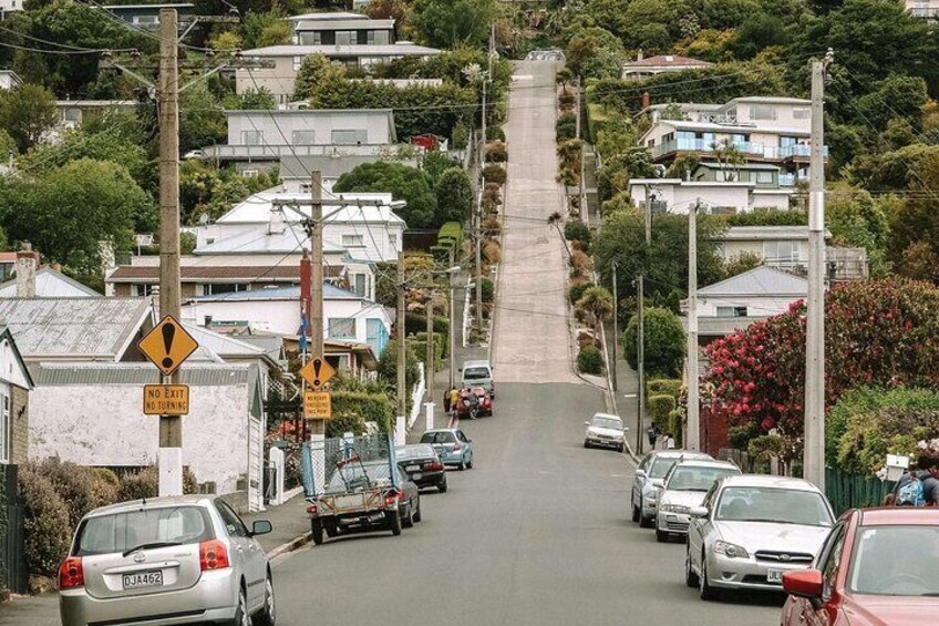 Private Dunedin&Peninsula Scenery and Wildlife Day Tour ( to 4 )