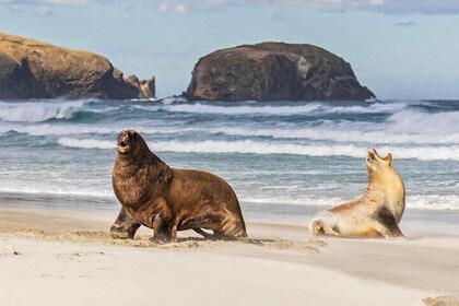 Private Dunedin&Peninsula Scenery Wildlife Day Tour ( up to 4 )