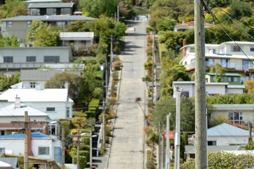 Private Dunedin&Peninsula Scenery and Wildlife Day Tour ( to 4 )