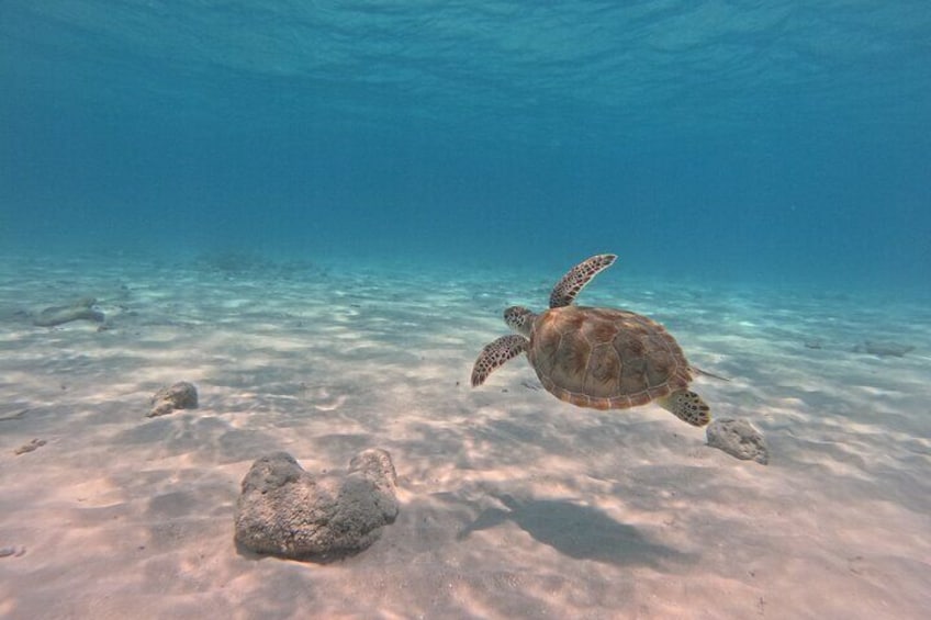 BVI Daytrip on private powerboat with snorkeling