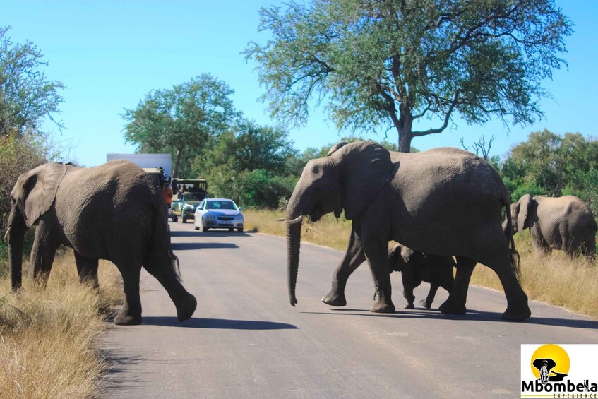 Picture 5 for Activity From Johannesburg: 2-Day Kruger National Park Tented Safari