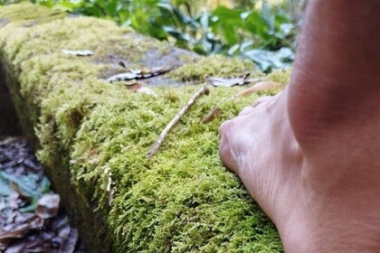 Forest Bath Experience and Wellness in Furnas