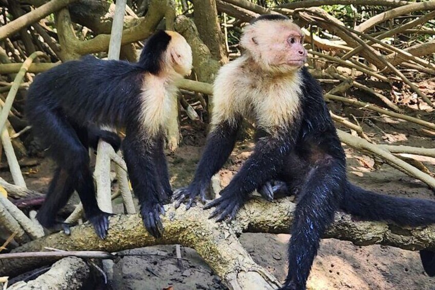 Manuel Antonio: Boat Mangrove Tour to See Animals 