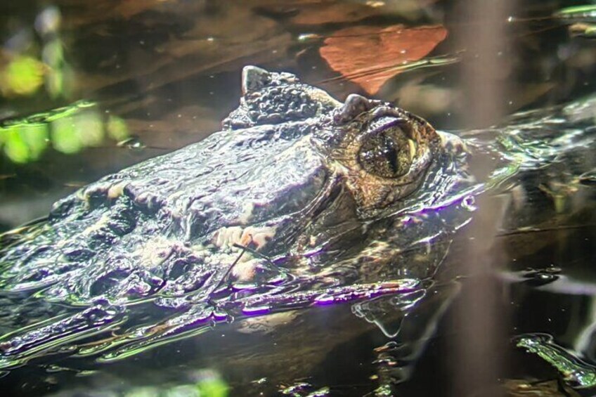 Manuel Antonio: Boat Mangrove Tour to See Animals 