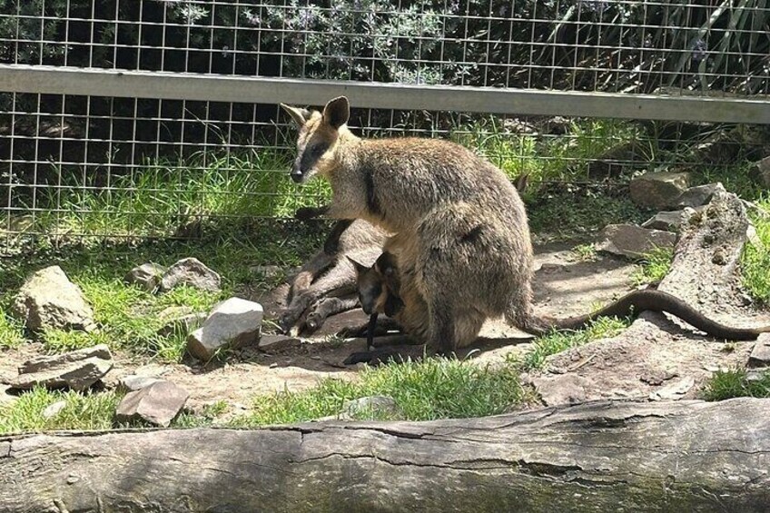 Hahndorf and Hills Wildlife Wonders