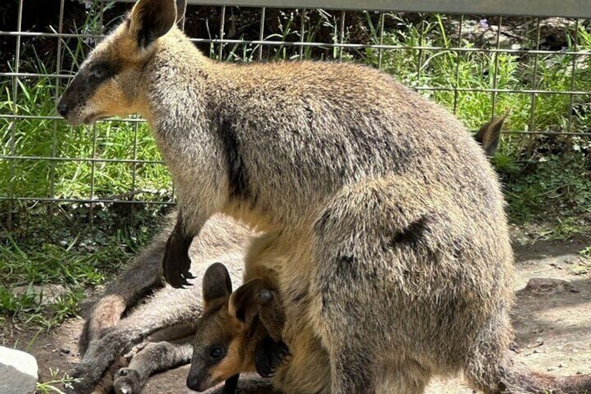 Hahndorf and Hills Wildlife Wonders