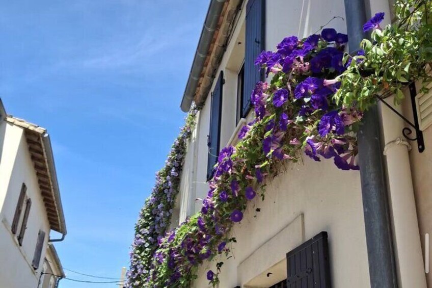 Exploring Camargue in Private Guided Tour