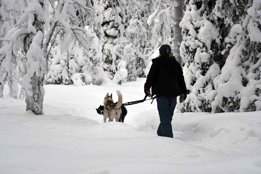 Picture 12 for Activity Polar Night Farm Visit with Kids’ Husky Sledding Option