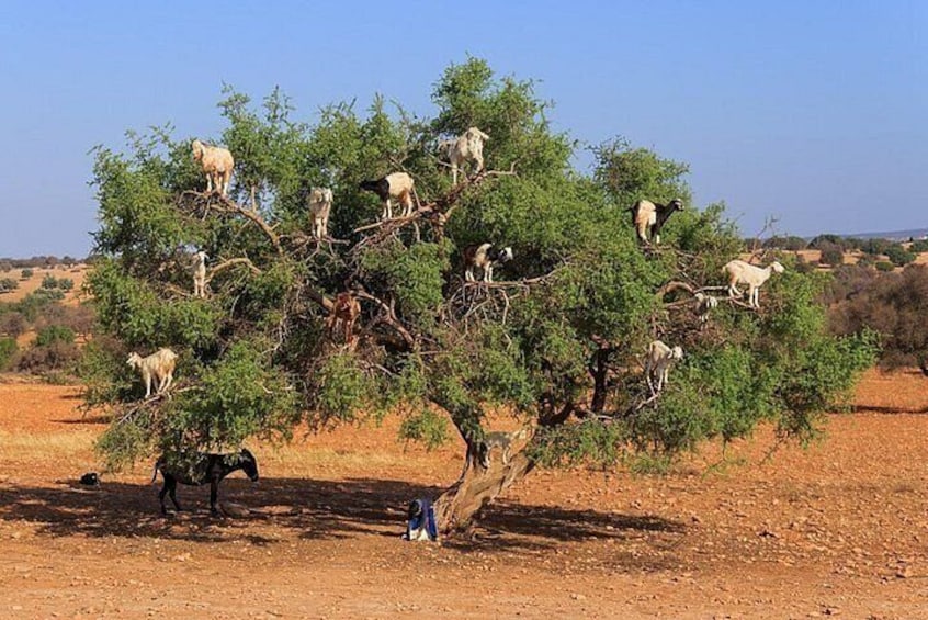 Agadir Agafay Desert Quad Biking With Goats On The Tree