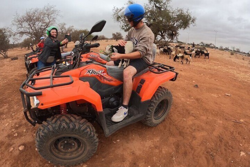 Agadir Agafay Desert Quad Biking With Goats On The Tree