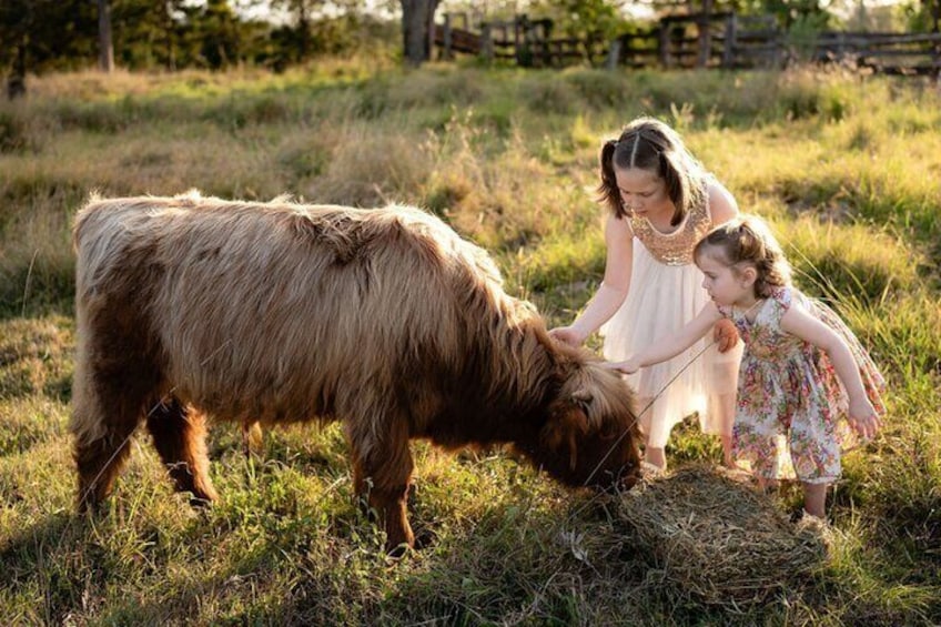 Morning Farm Experience in Queensland