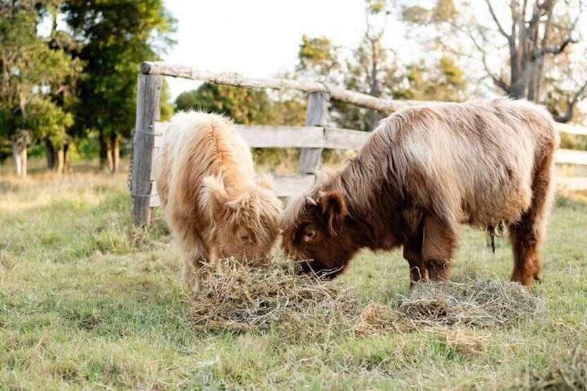 Morning Farm Experience in Queensland