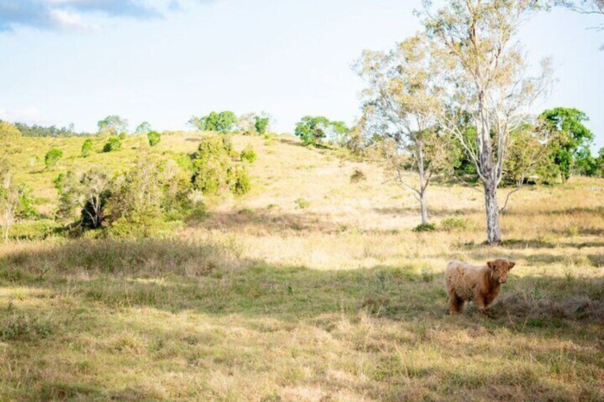 Morning Farm Experience in Queensland