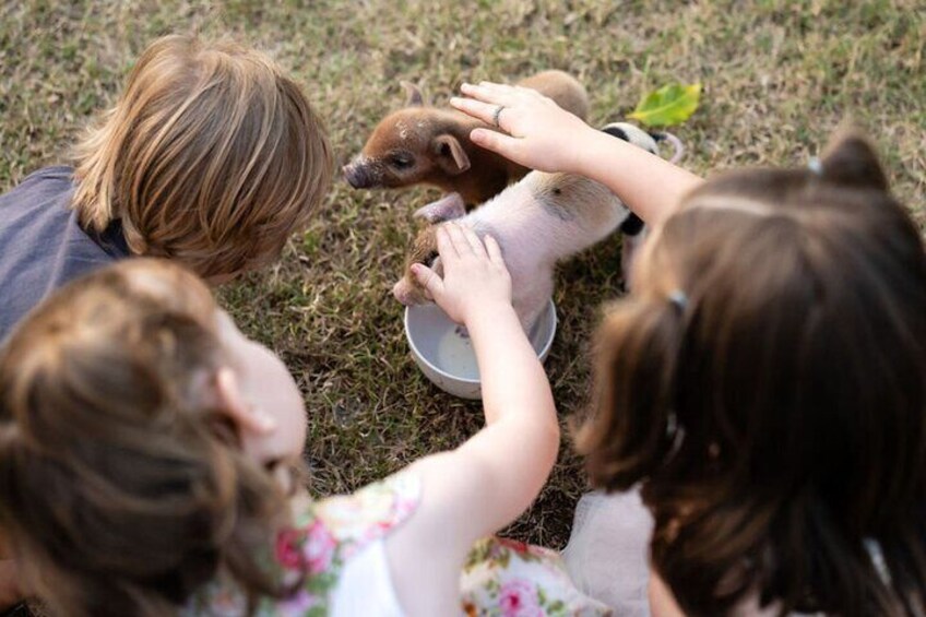 Morning Farm Experience in Queensland