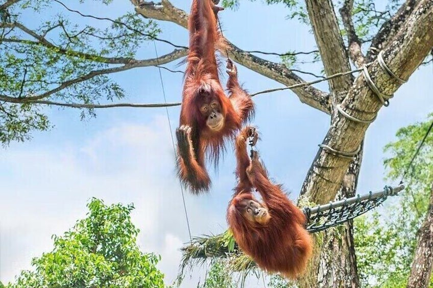 Singapore Zoo Tickets with Tram Ride