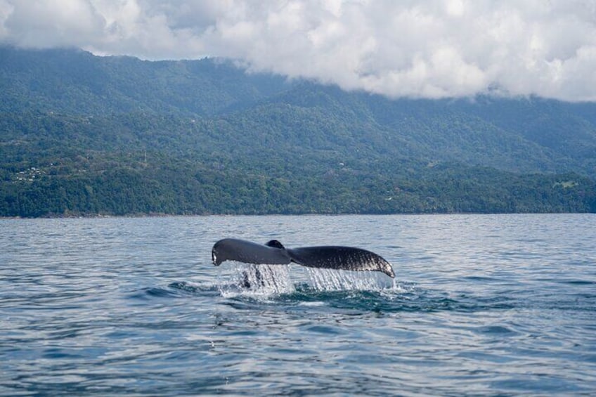 Private Whale Watching Guided Tour