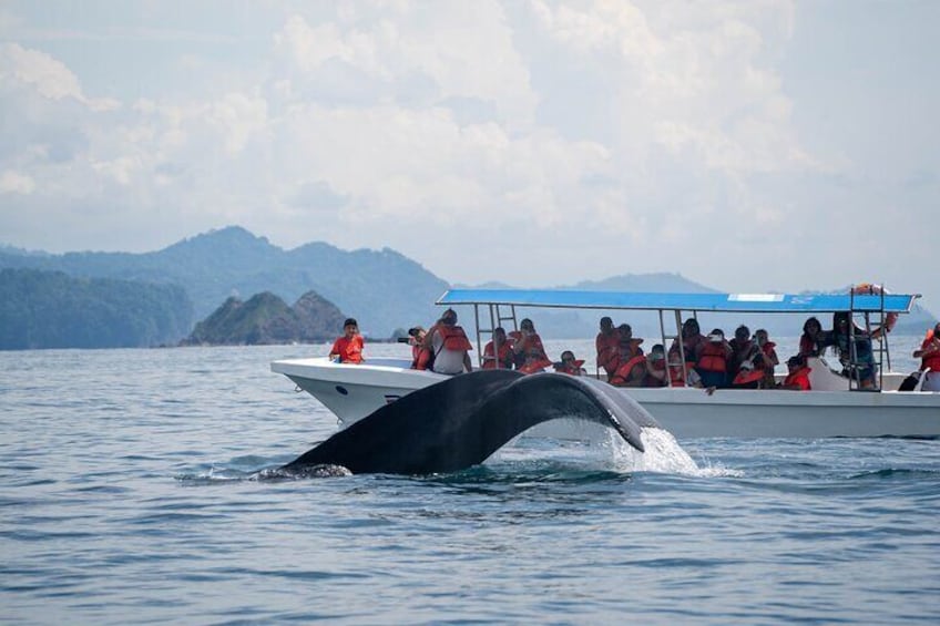 Private Whale Watching Guided Tour