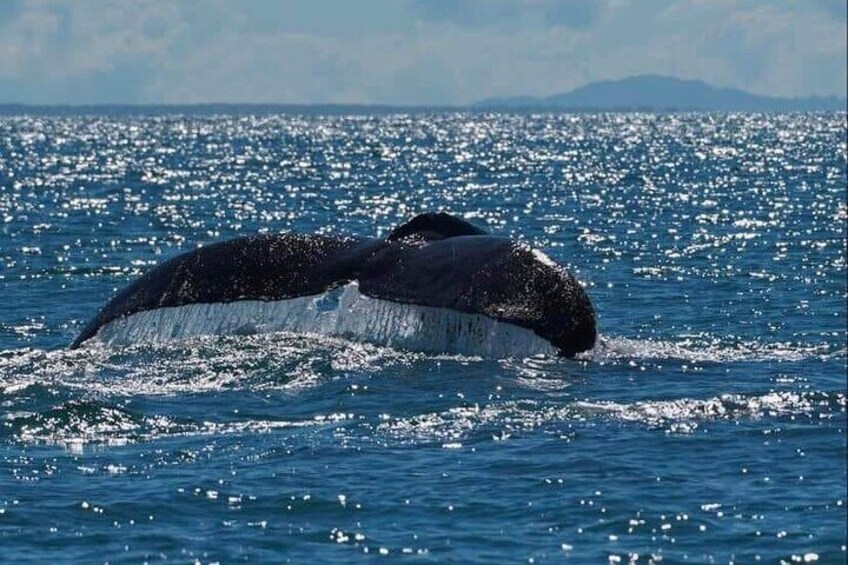 Private Whale Watching Guided Tour