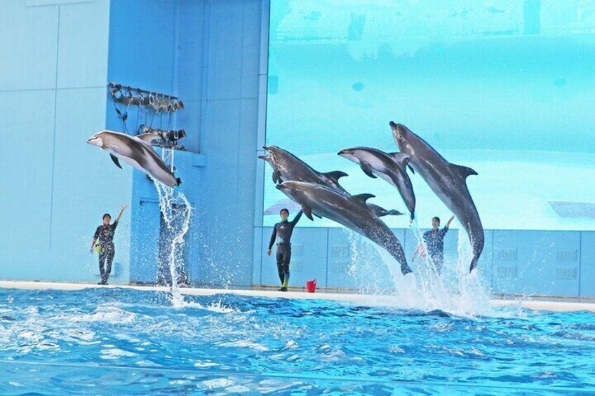 Yokohama Hakkeijima Sea Paradise Aqua Museum